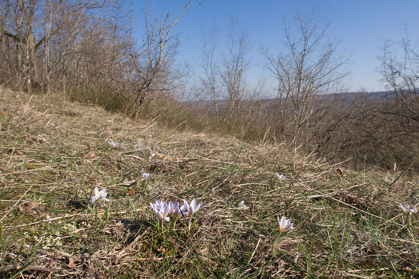 Зарастающий мергелевый карьер, image of landscape/habitat.