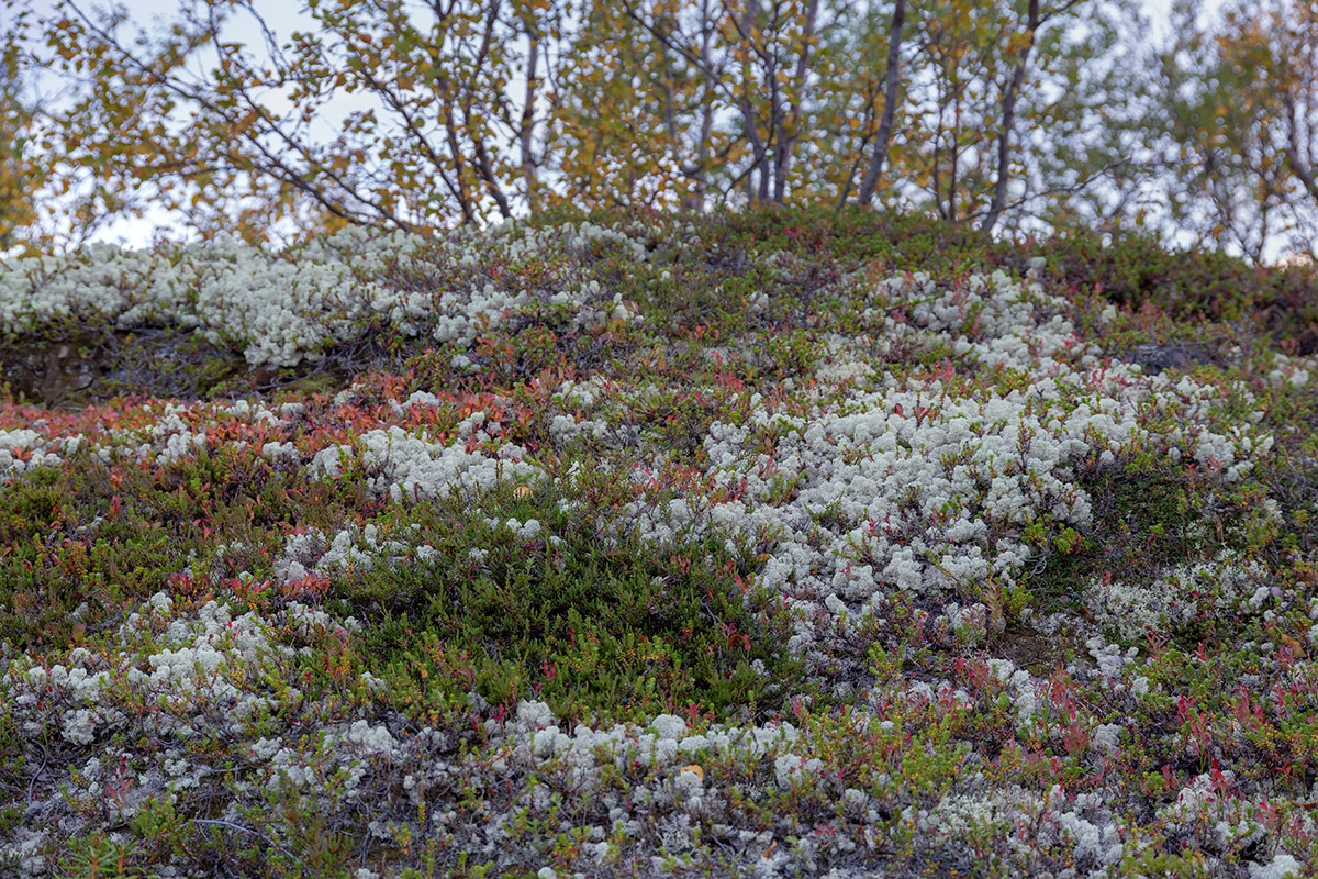 Река Ура, image of landscape/habitat.