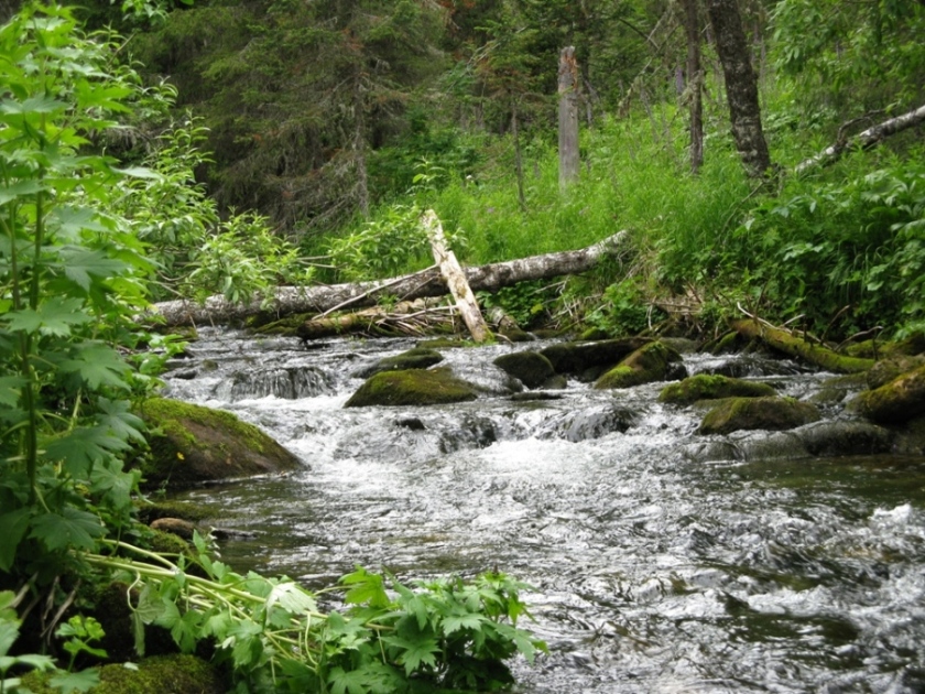 Река Большая Тошемка, image of landscape/habitat.