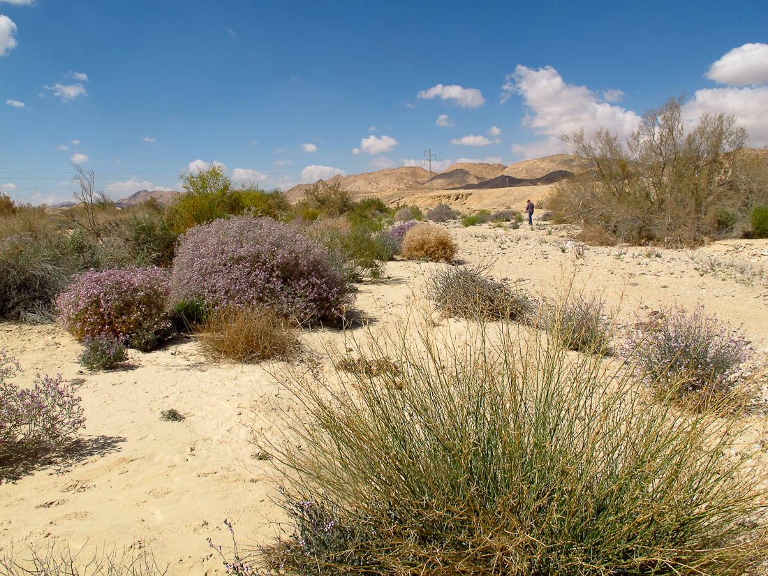 Негев, image of landscape/habitat.