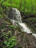 Девственный буковый лес, image of landscape/habitat.