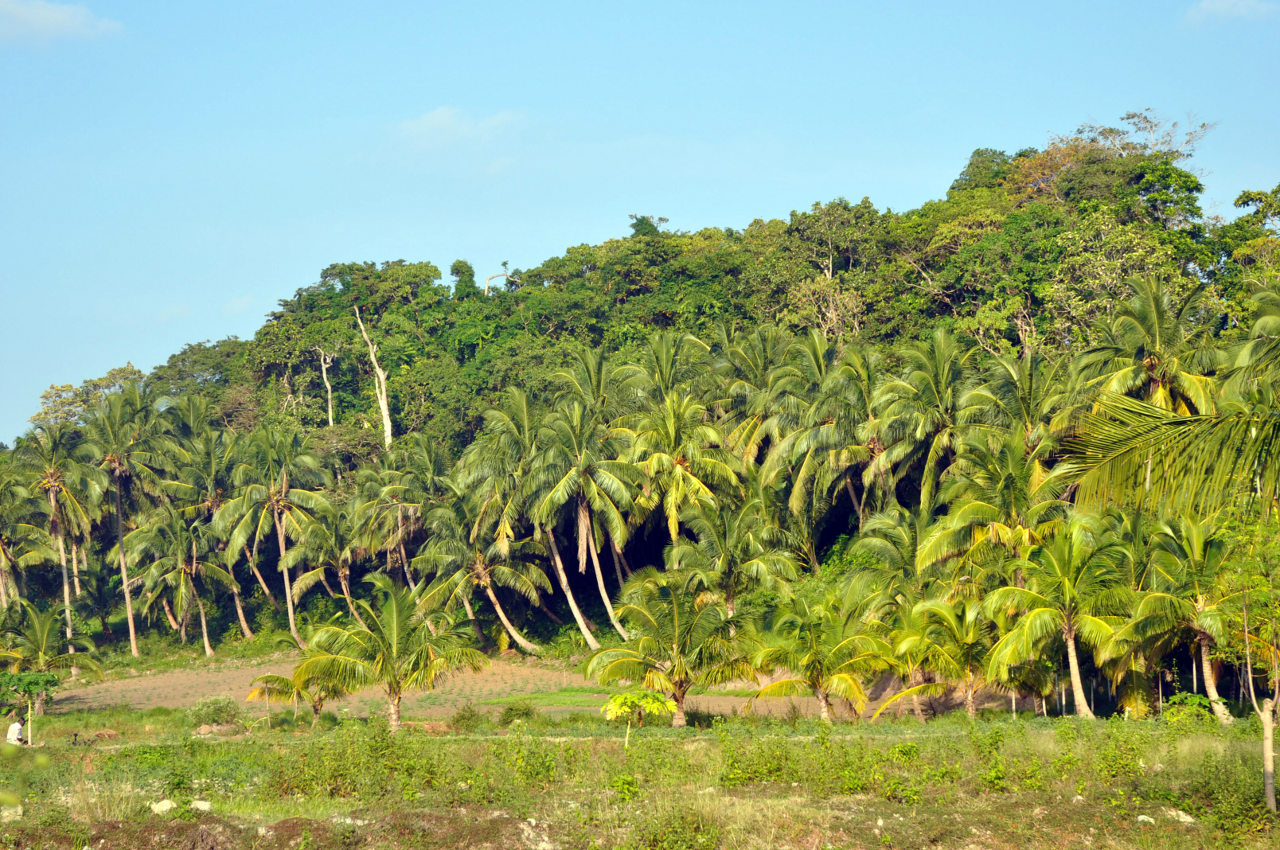 Остров Нил, image of landscape/habitat.