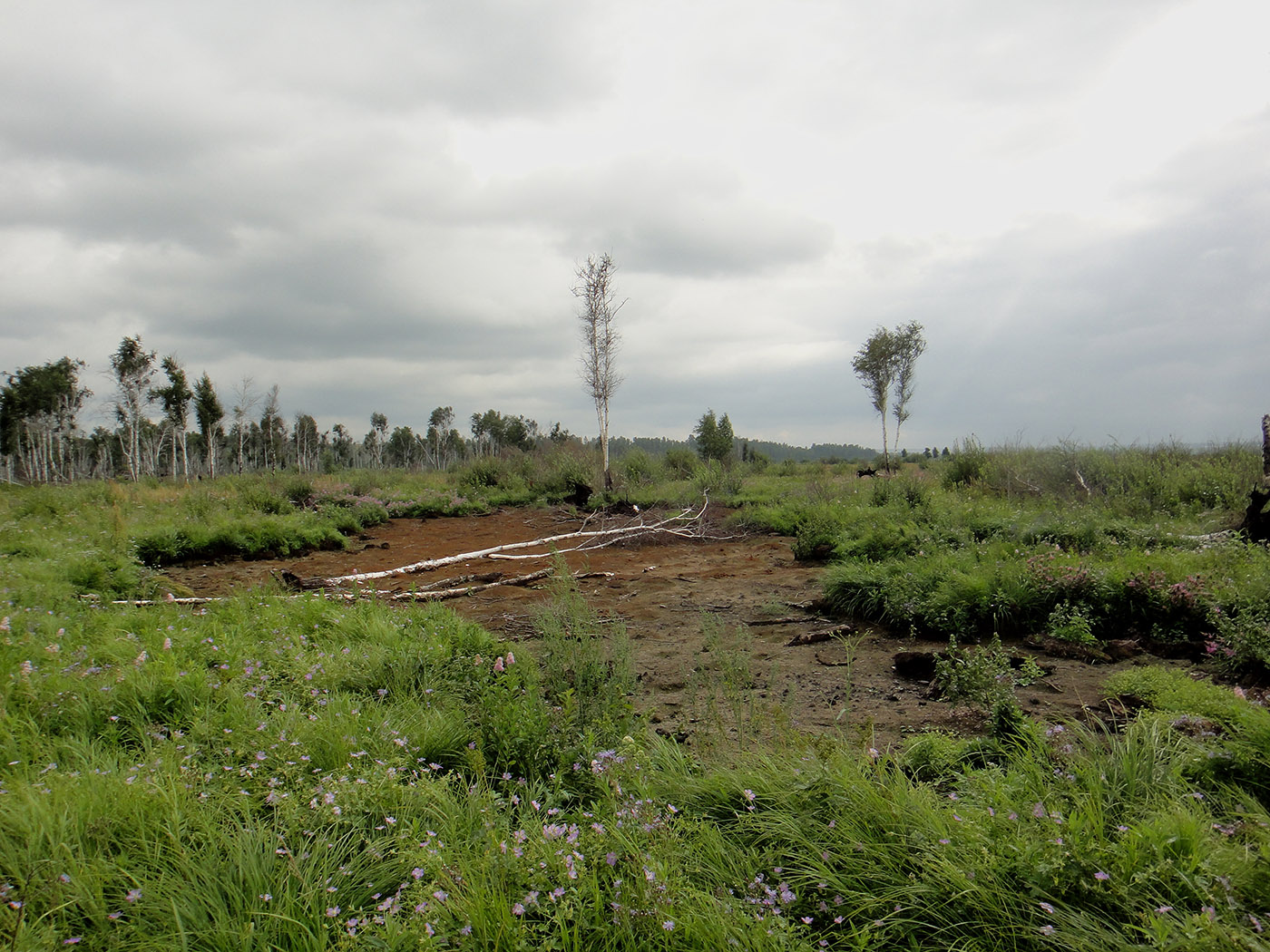 Позднякова, image of landscape/habitat.