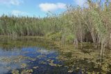 Дельта (нижняя зона), image of landscape/habitat.