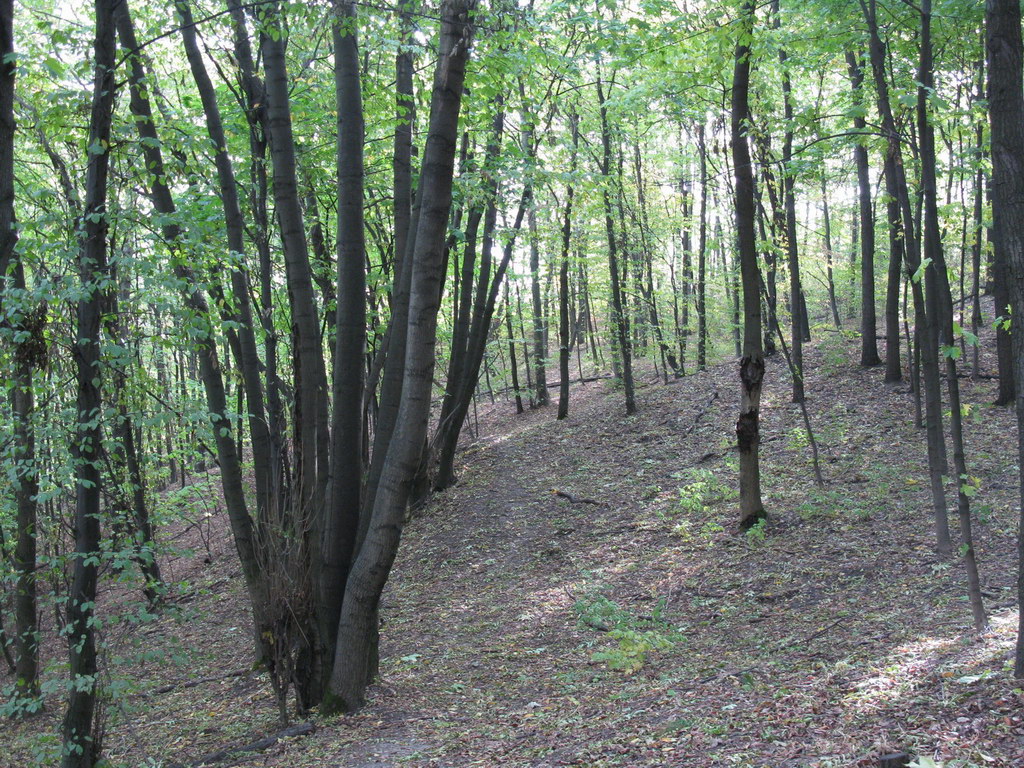 Ботсад им. Гришко, image of landscape/habitat.