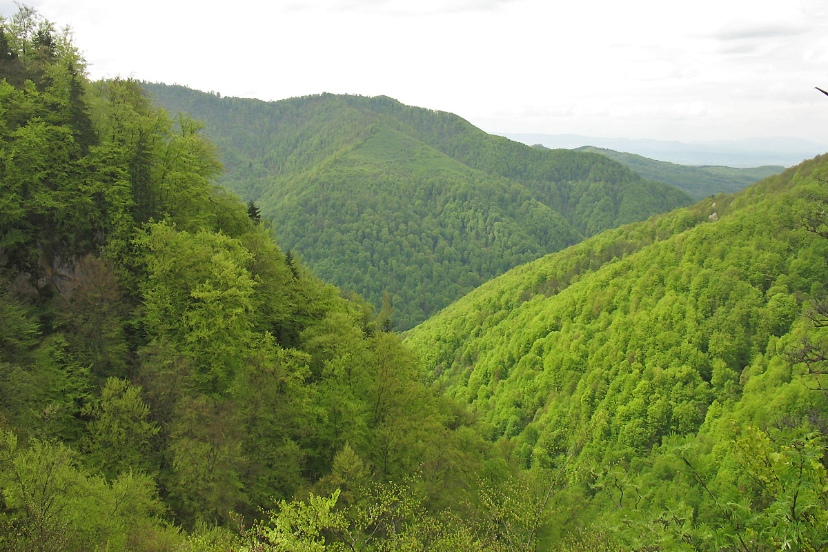 Девственный буковый лес, image of landscape/habitat.