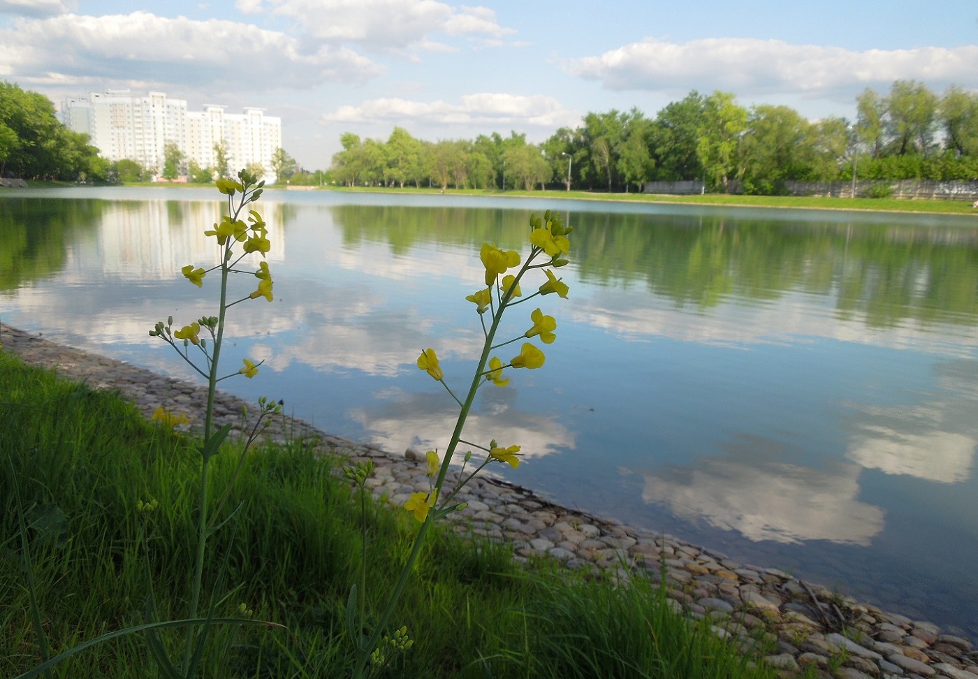 Большой Перовский пруд, image of landscape/habitat.