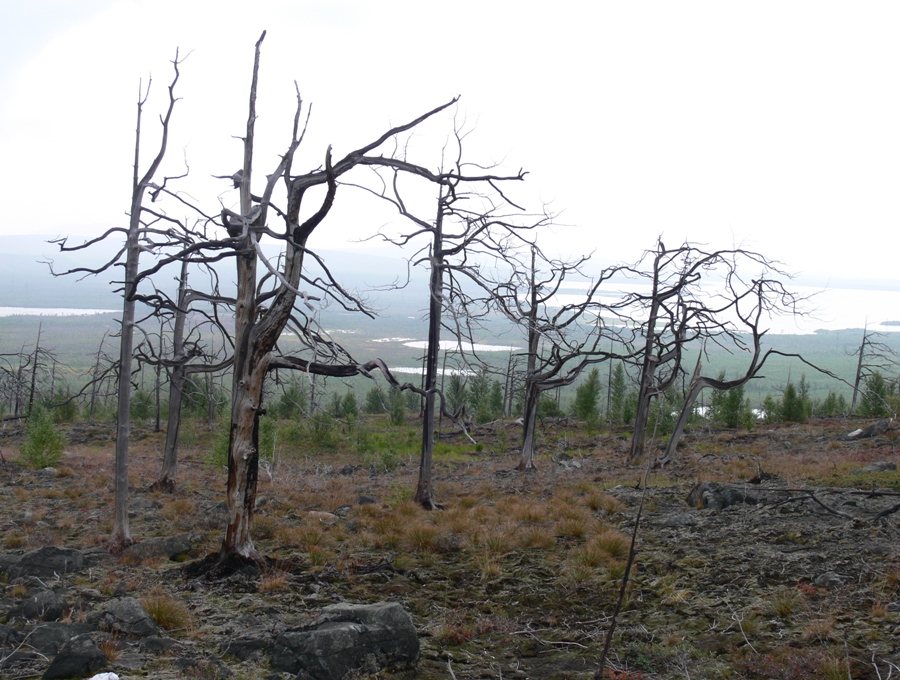 Мончегорск, image of landscape/habitat.