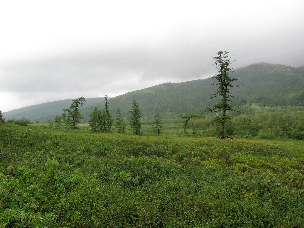 Кемьрезьрузь, image of landscape/habitat.