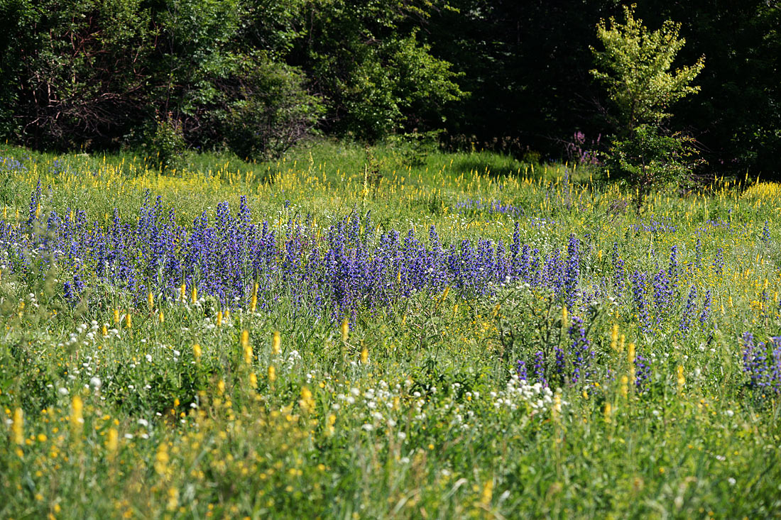 Шипов лес, image of landscape/habitat.