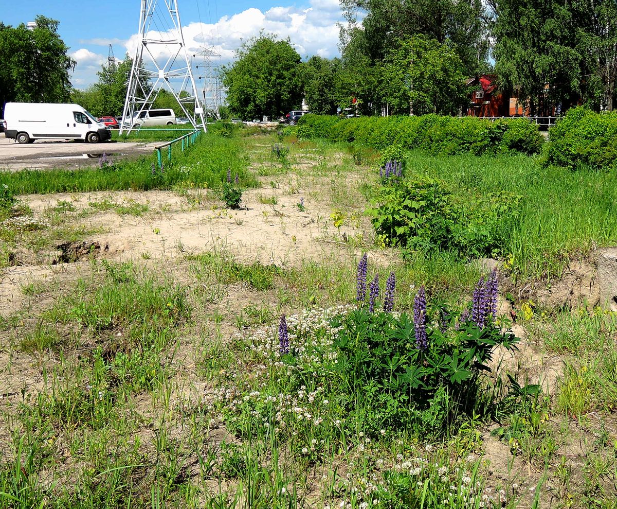 Электрогорск и его окрестности, image of landscape/habitat.