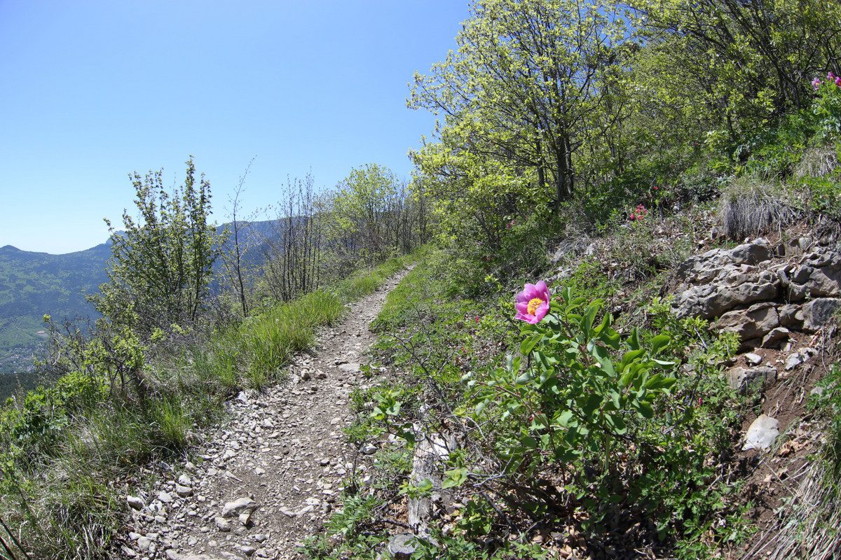 хр. Иограф над г. Ялта, image of landscape/habitat.