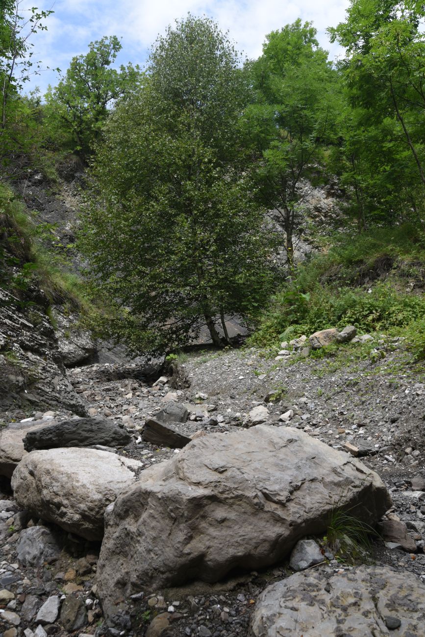 Урочище Хоричу, image of landscape/habitat.
