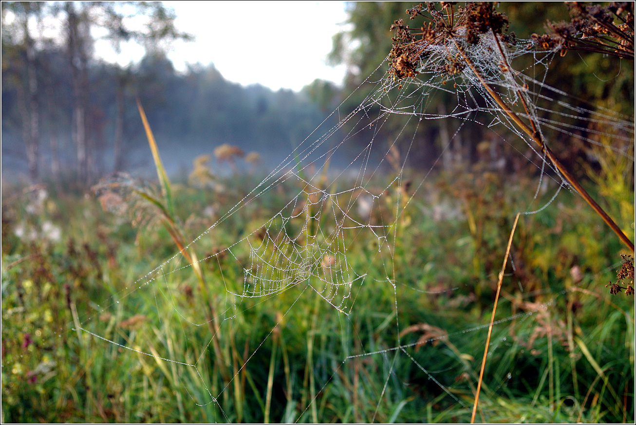 Окрестности Хрипани, image of landscape/habitat.