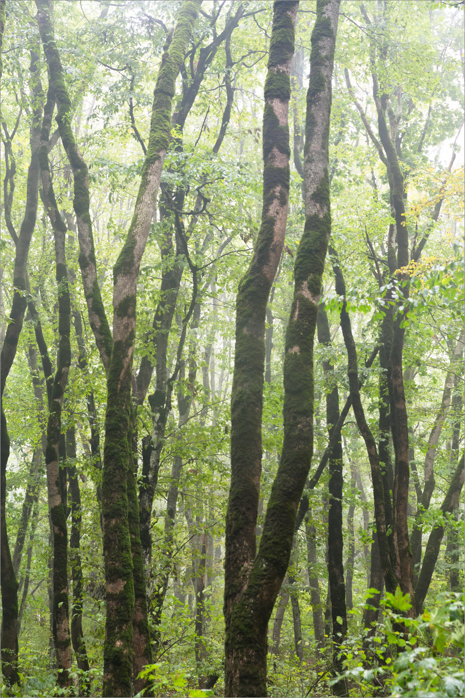 Железноводский парк, image of landscape/habitat.