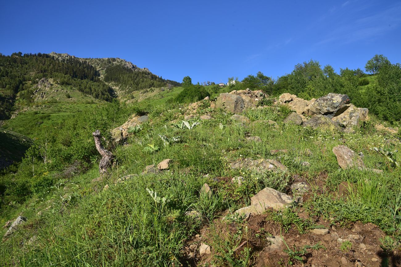 Дамлаташ, image of landscape/habitat.