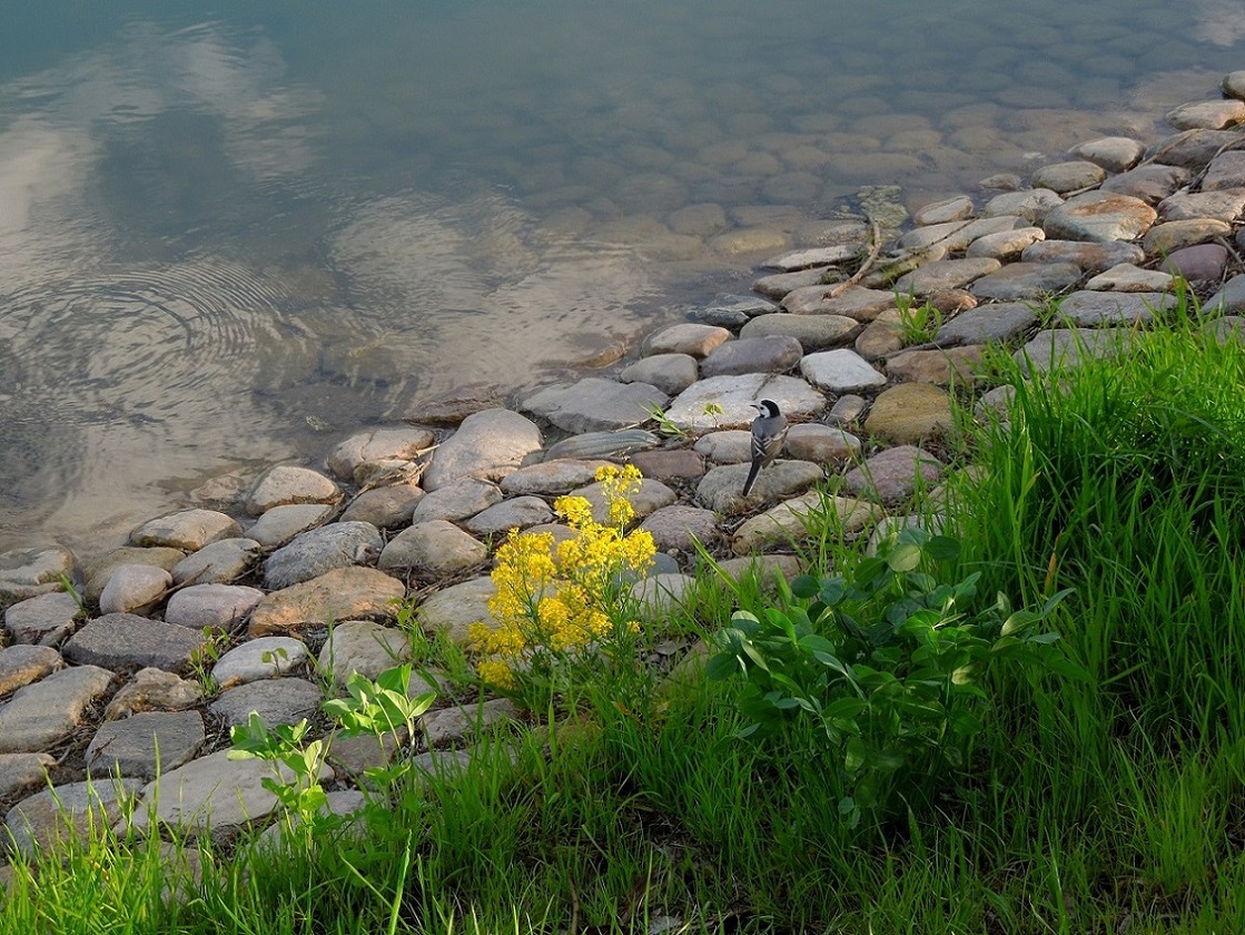 Большой Перовский пруд, image of landscape/habitat.