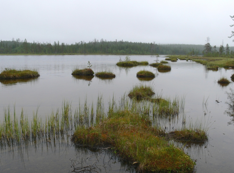 Мончегорск, image of landscape/habitat.