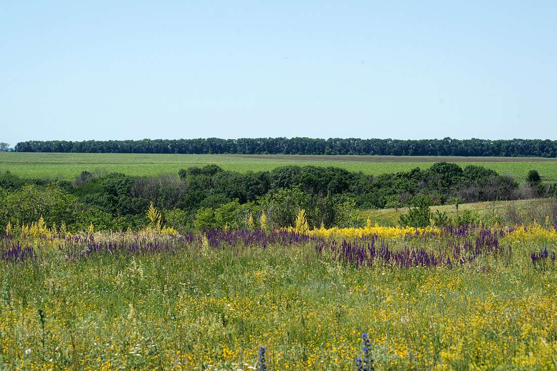 Шипов лес, image of landscape/habitat.