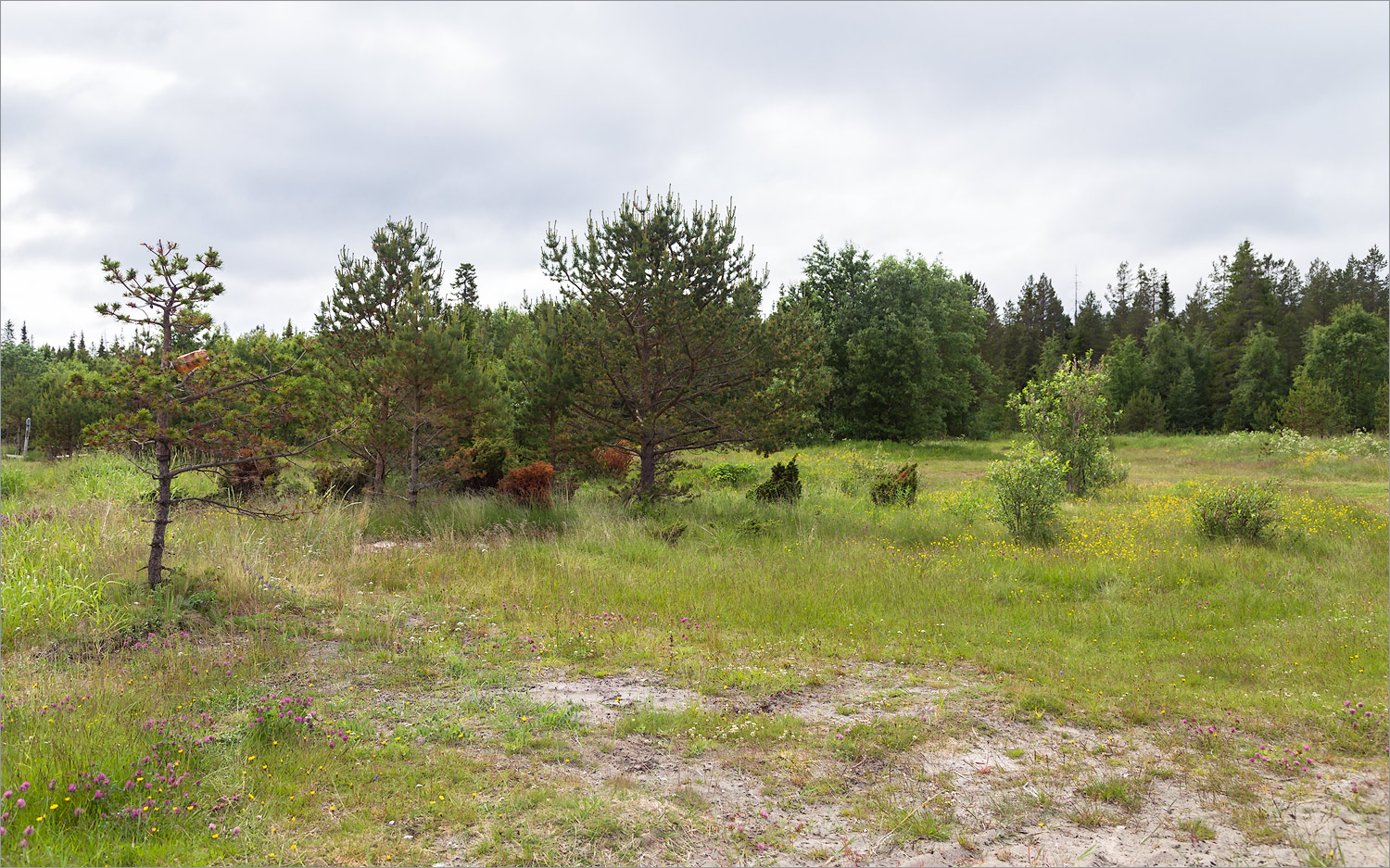 Мыс Носок, image of landscape/habitat.