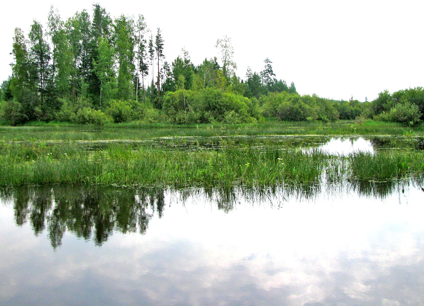 Река Реня, image of landscape/habitat.