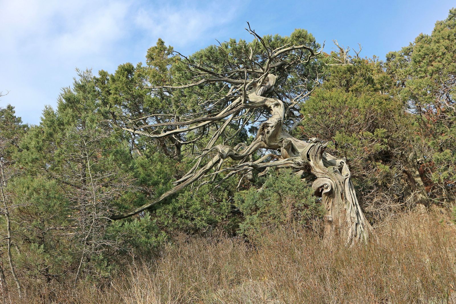 Большой Маркотх, image of landscape/habitat.