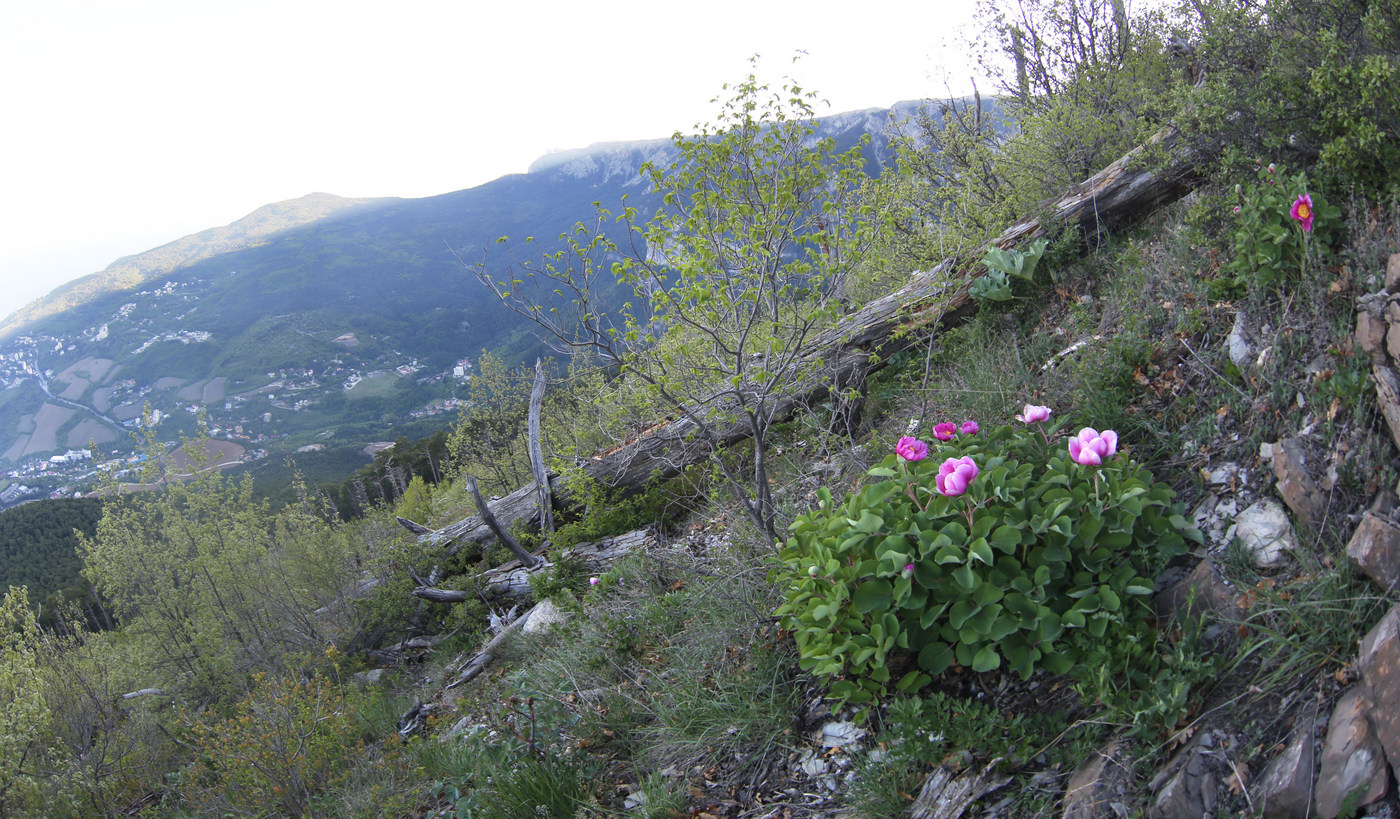 хр. Иограф над г. Ялта, image of landscape/habitat.