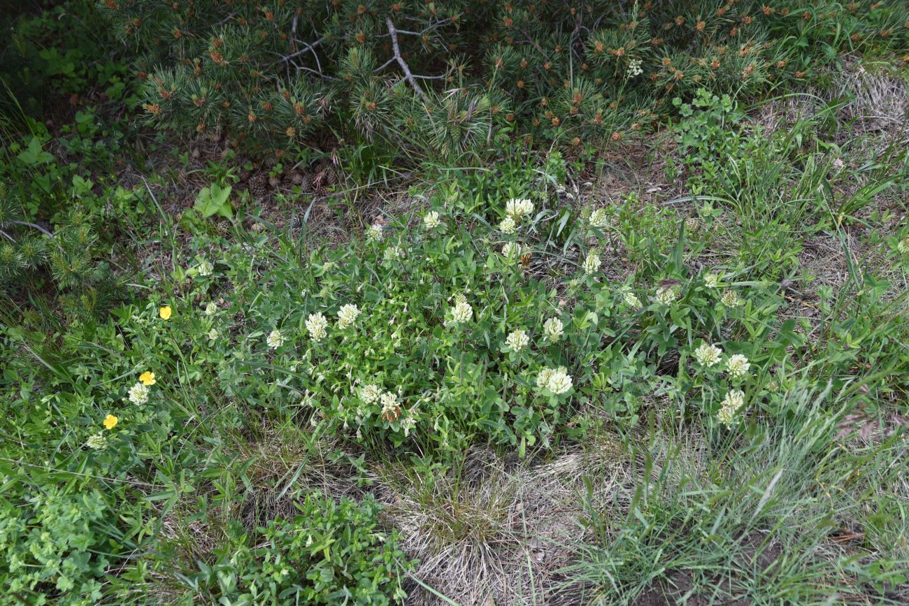 Окрестности урочища Кашети, image of landscape/habitat.