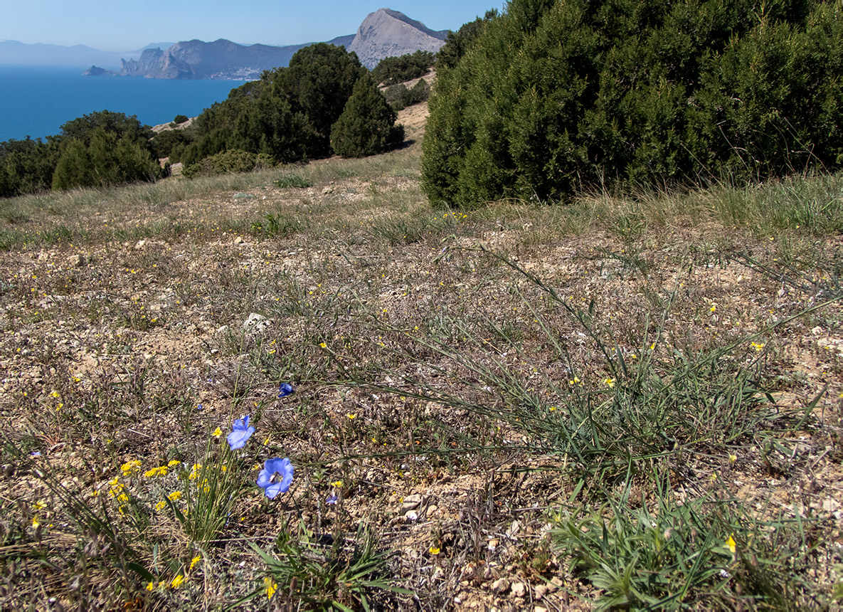 Урочище Алчак-Кая, image of landscape/habitat.