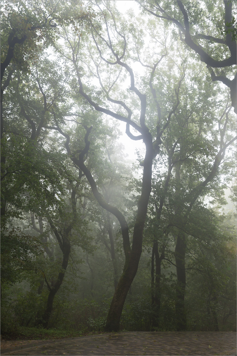 Железноводский парк, image of landscape/habitat.