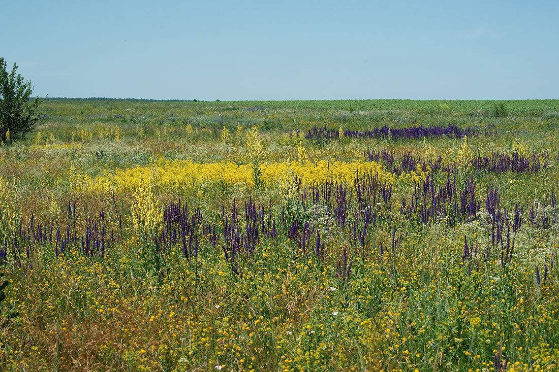 Шипов лес, image of landscape/habitat.