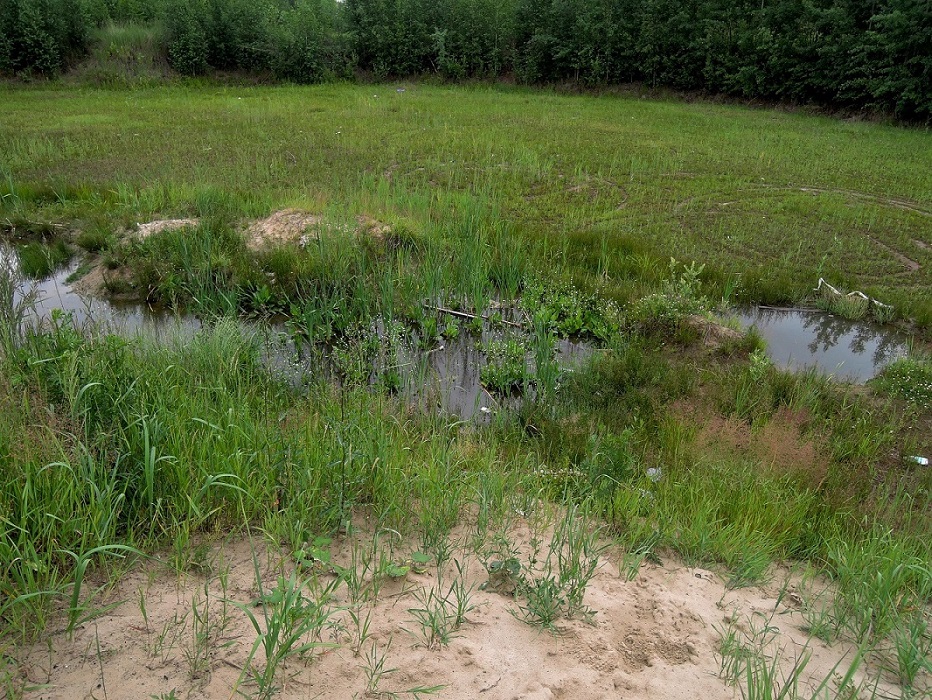 Электрогорск и его окрестности, image of landscape/habitat.