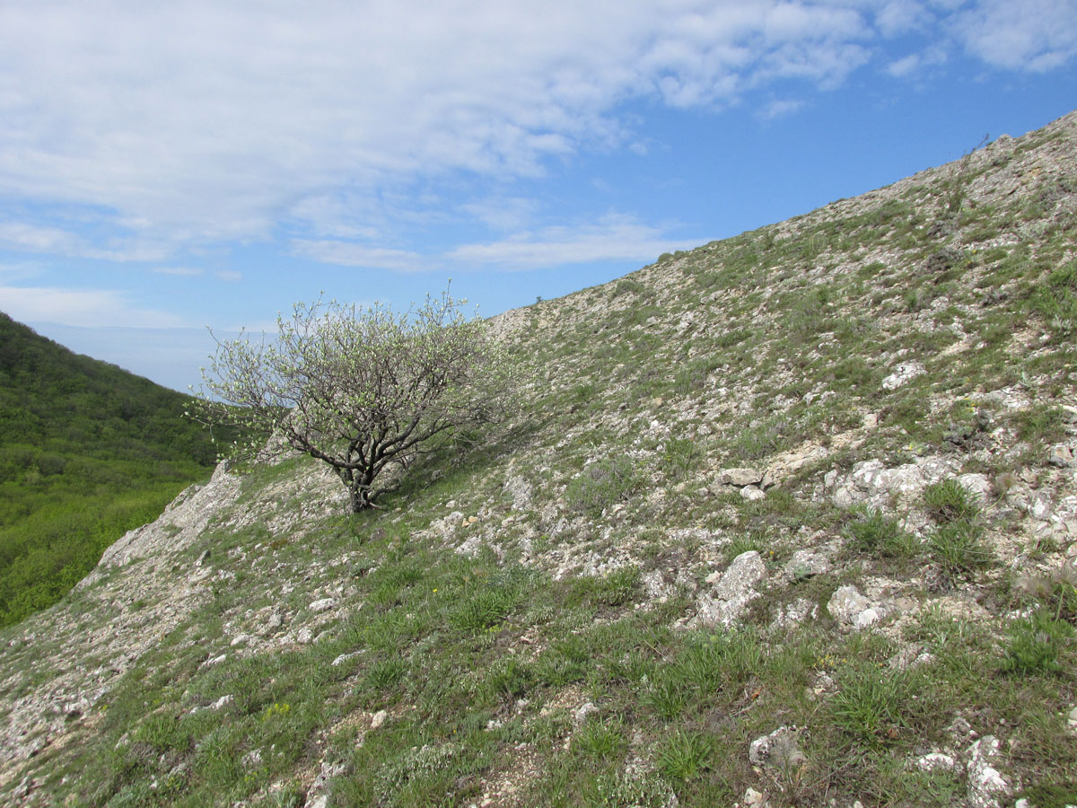Эчкидаг, image of landscape/habitat.
