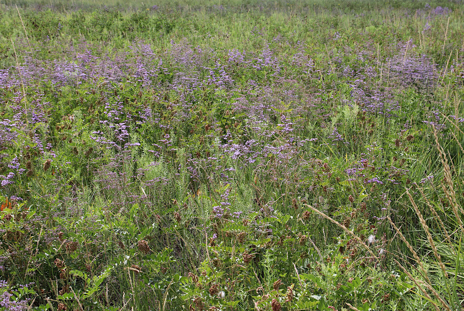 Степное озеро, image of landscape/habitat.