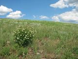 Берестовая, image of landscape/habitat.