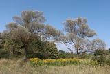 Байдарская долина, image of landscape/habitat.