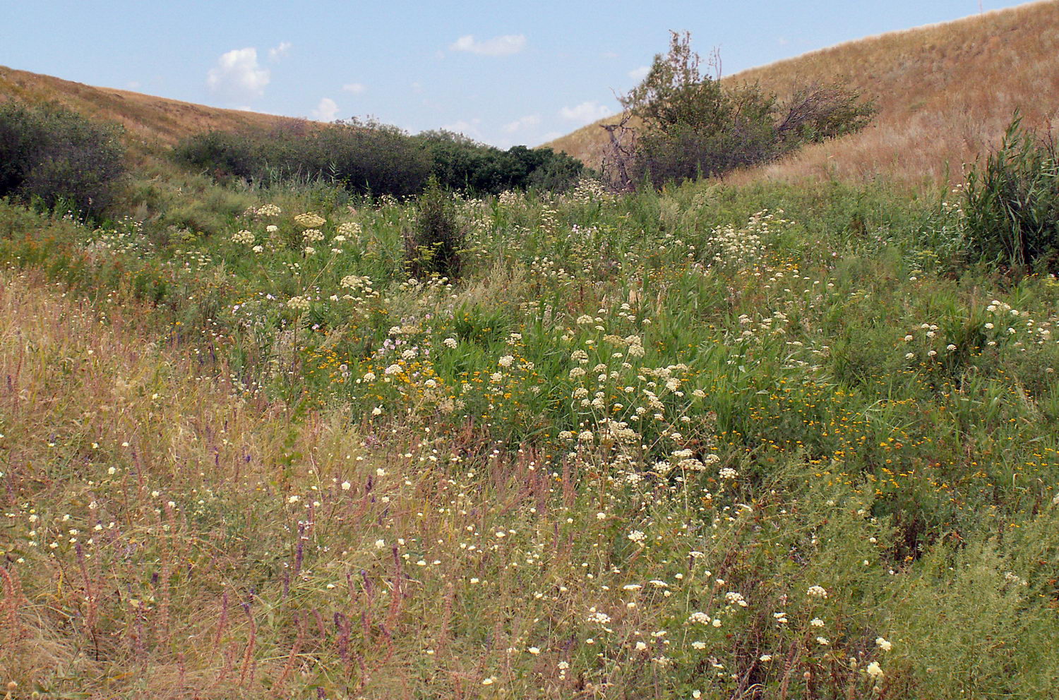 Эльтон, image of landscape/habitat.