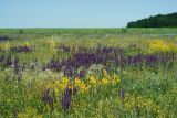 Шипов лес, image of landscape/habitat.