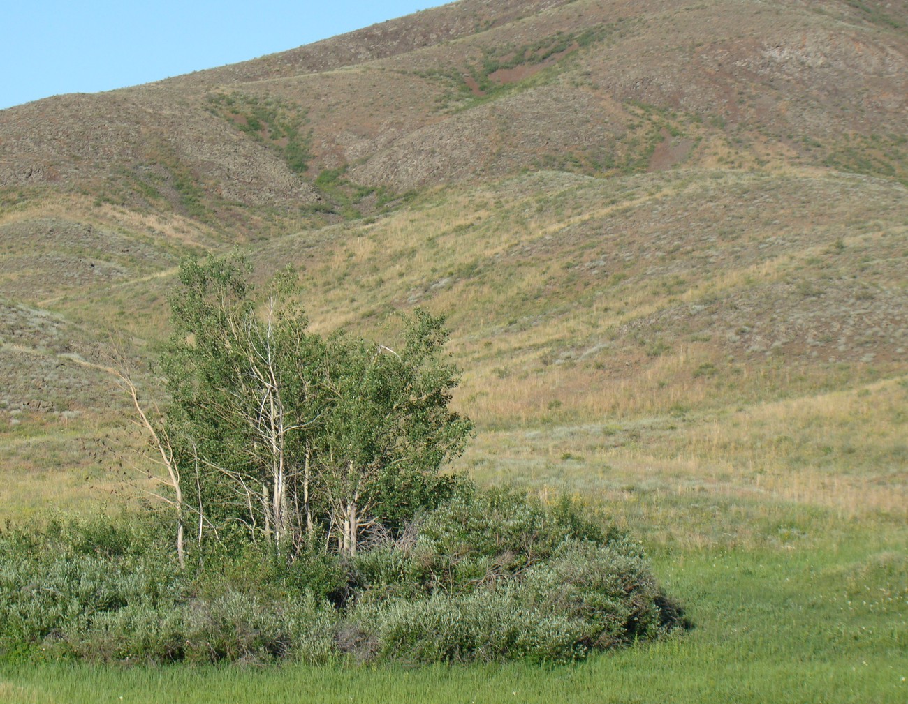 Мугоджары, image of landscape/habitat.