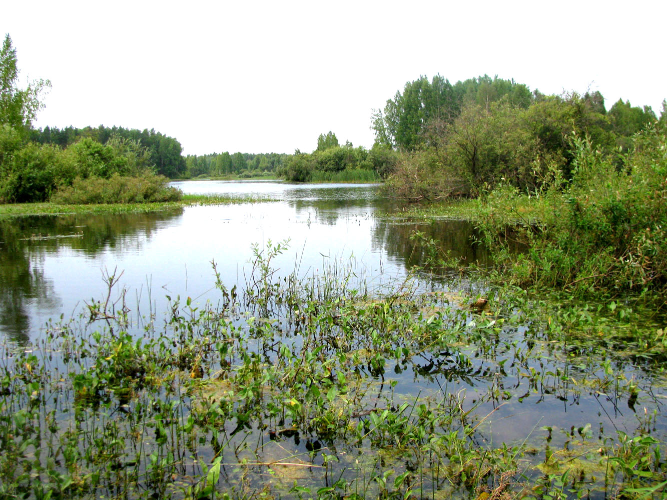 Река Реня, image of landscape/habitat.