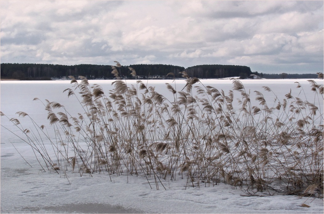 Каспля, image of landscape/habitat.