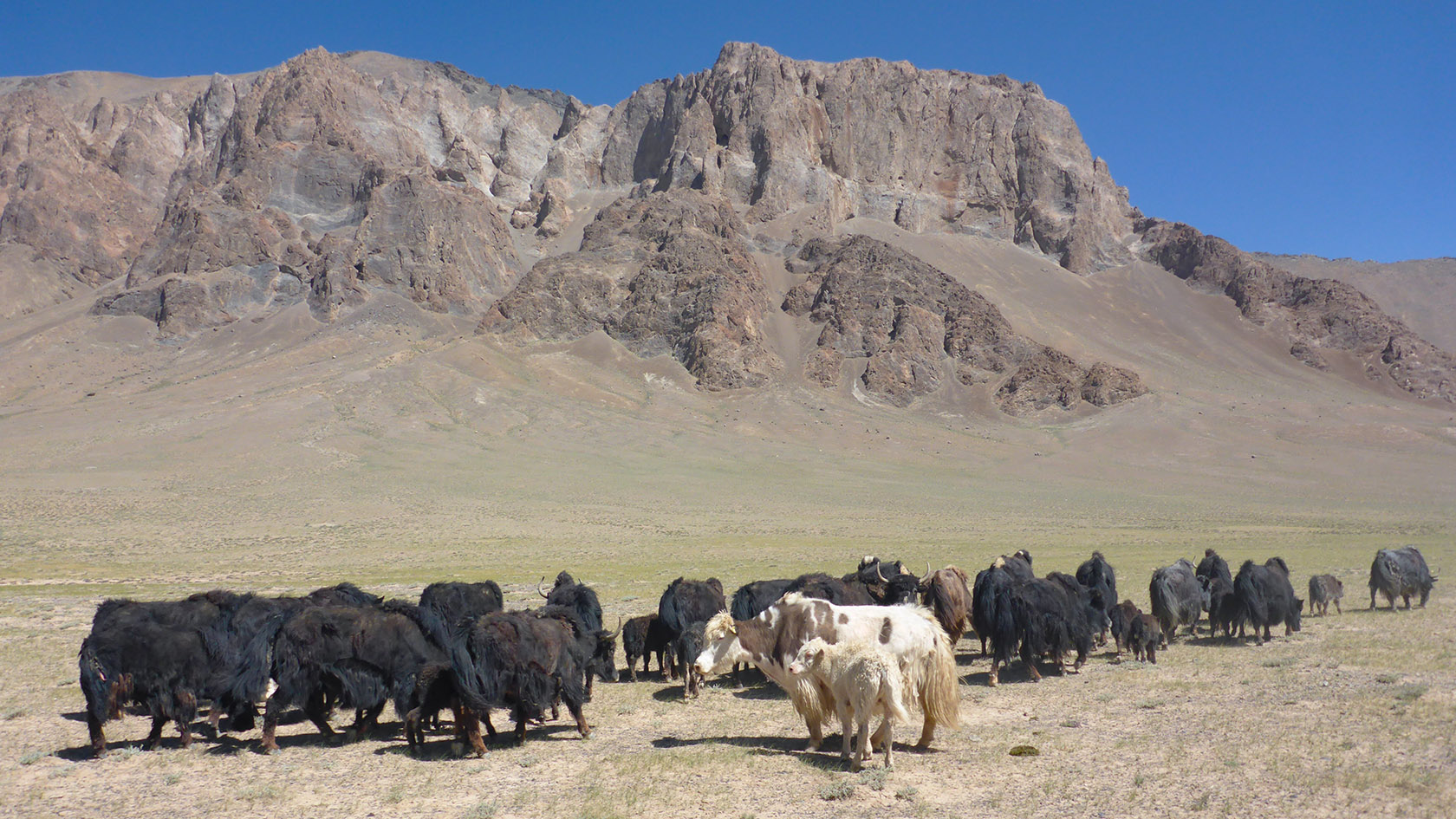Аличурская долина, image of landscape/habitat.