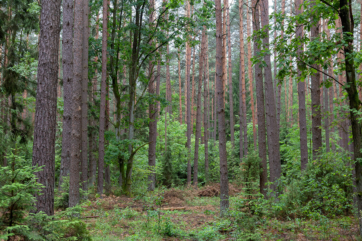 Бобинка и окрестности, image of landscape/habitat.