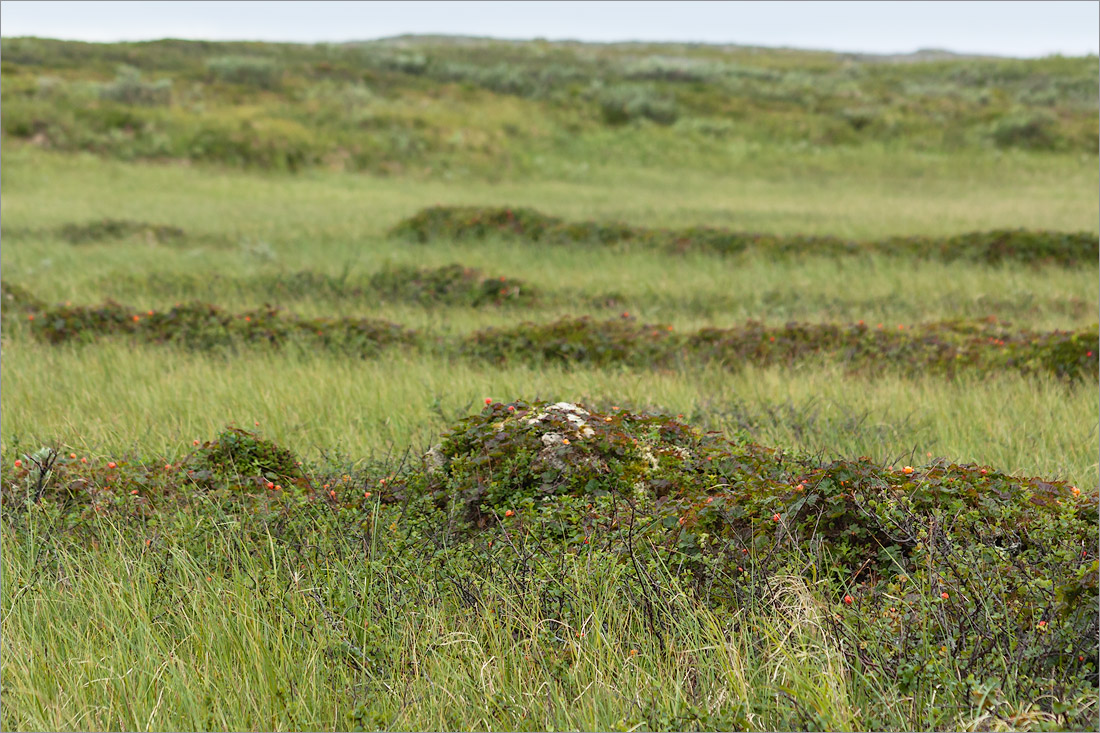 Долина реки Пяйва, image of landscape/habitat.