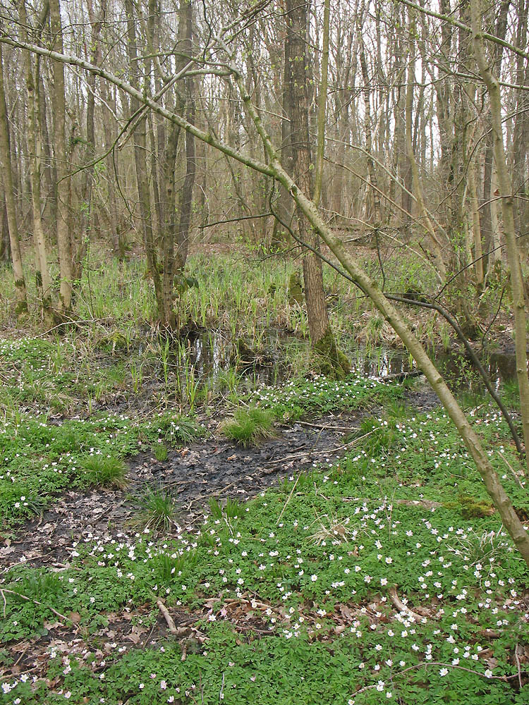 Роден и окрестности, image of landscape/habitat.