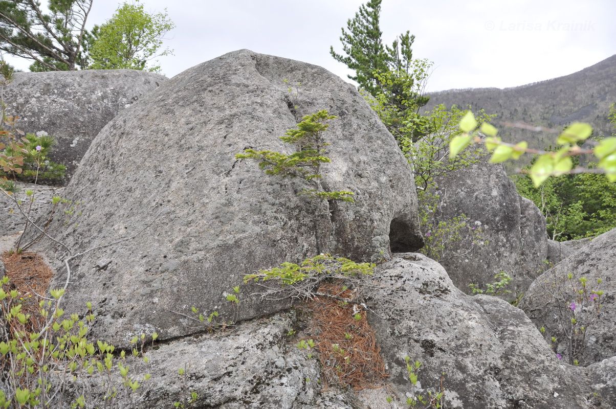 Белый Город, image of landscape/habitat.