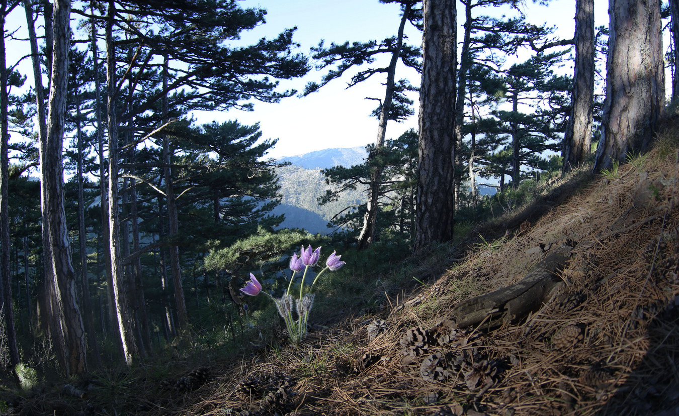 хр. Иограф над г. Ялта, image of landscape/habitat.