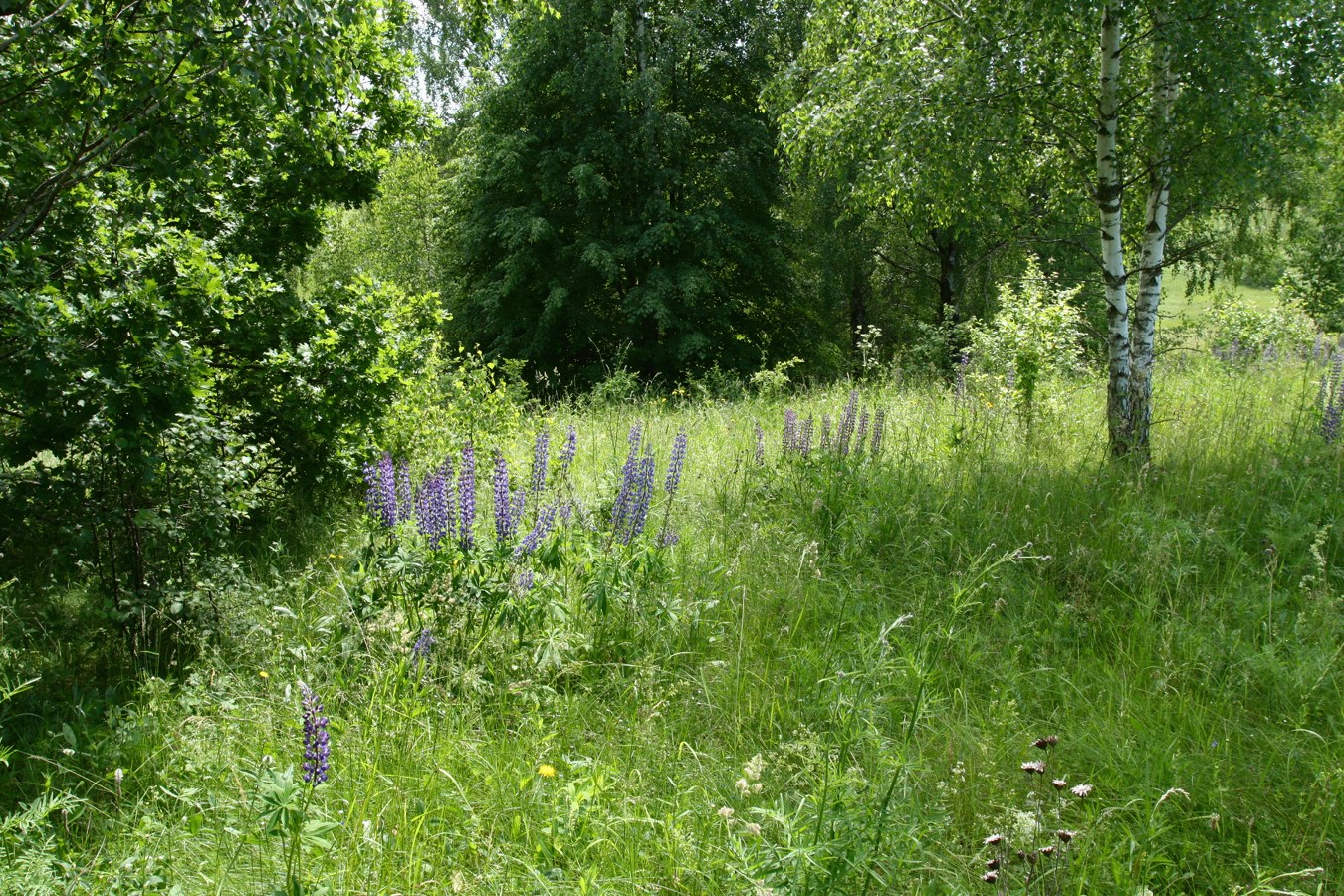 Дубище, image of landscape/habitat.