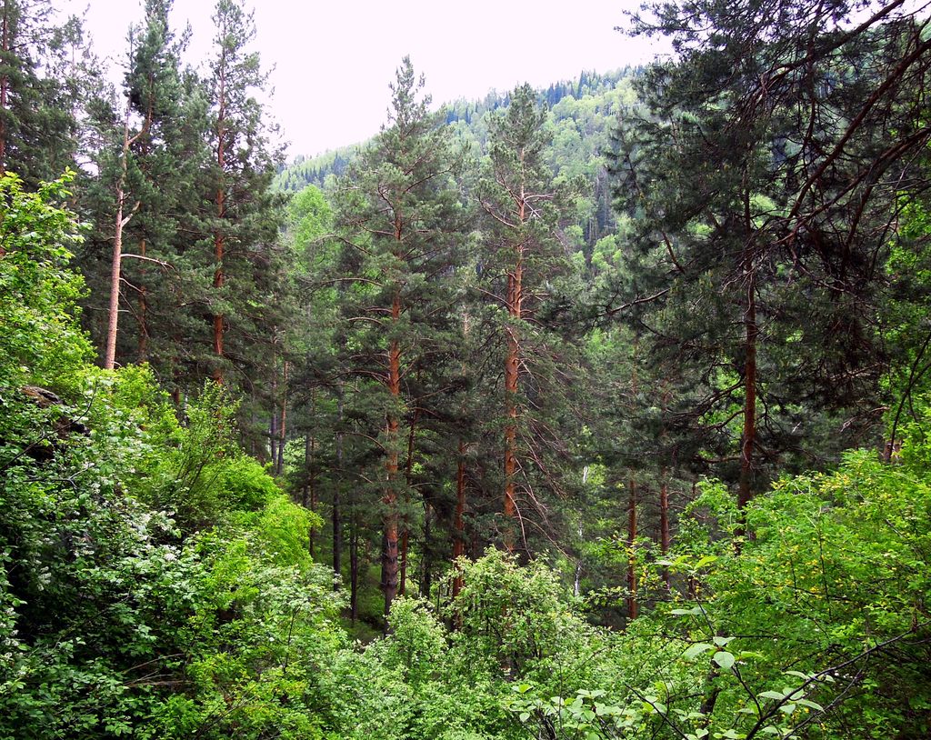 Долина руч.Таловка, image of landscape/habitat.