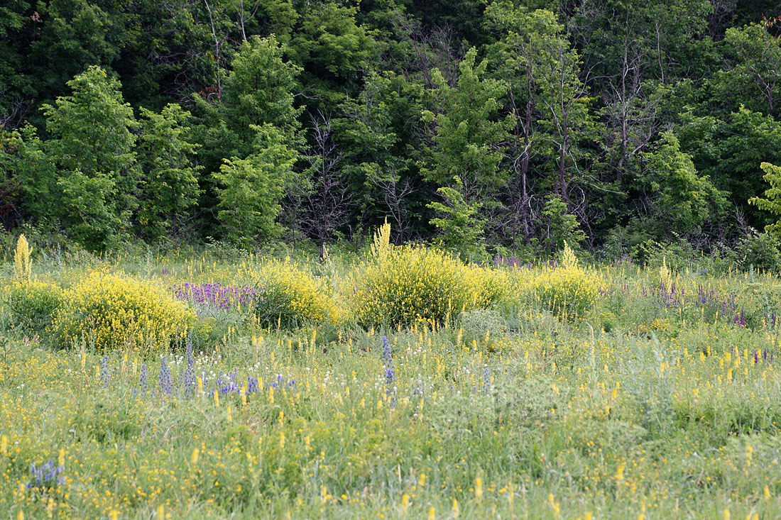 Шипов лес, image of landscape/habitat.